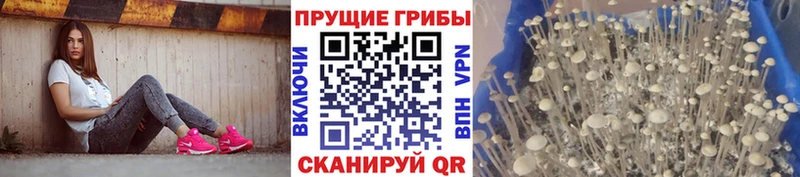 Купить закладки  Ишимбай  Псилоцибиновые грибы прущие грибы 